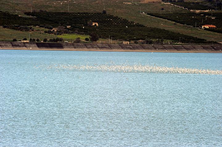 Biviere di Lentini 23.1.2011 (170).jpg